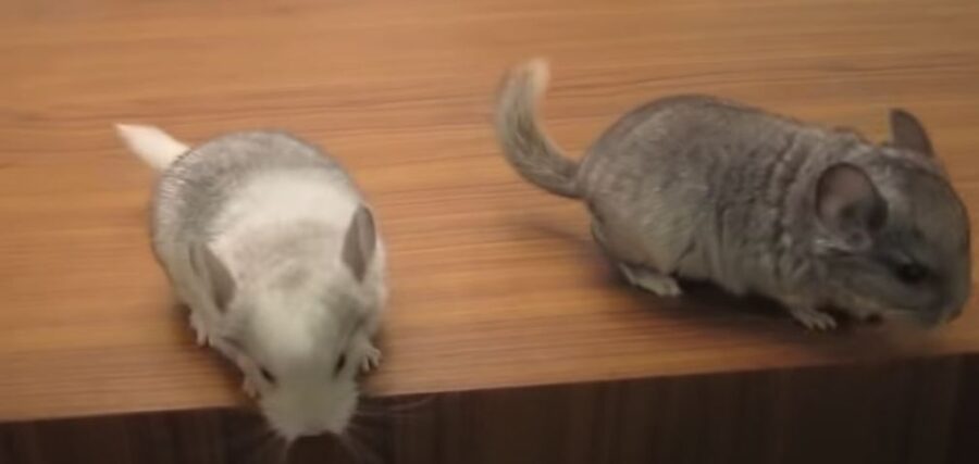 Do Chinchillas Need a Friend