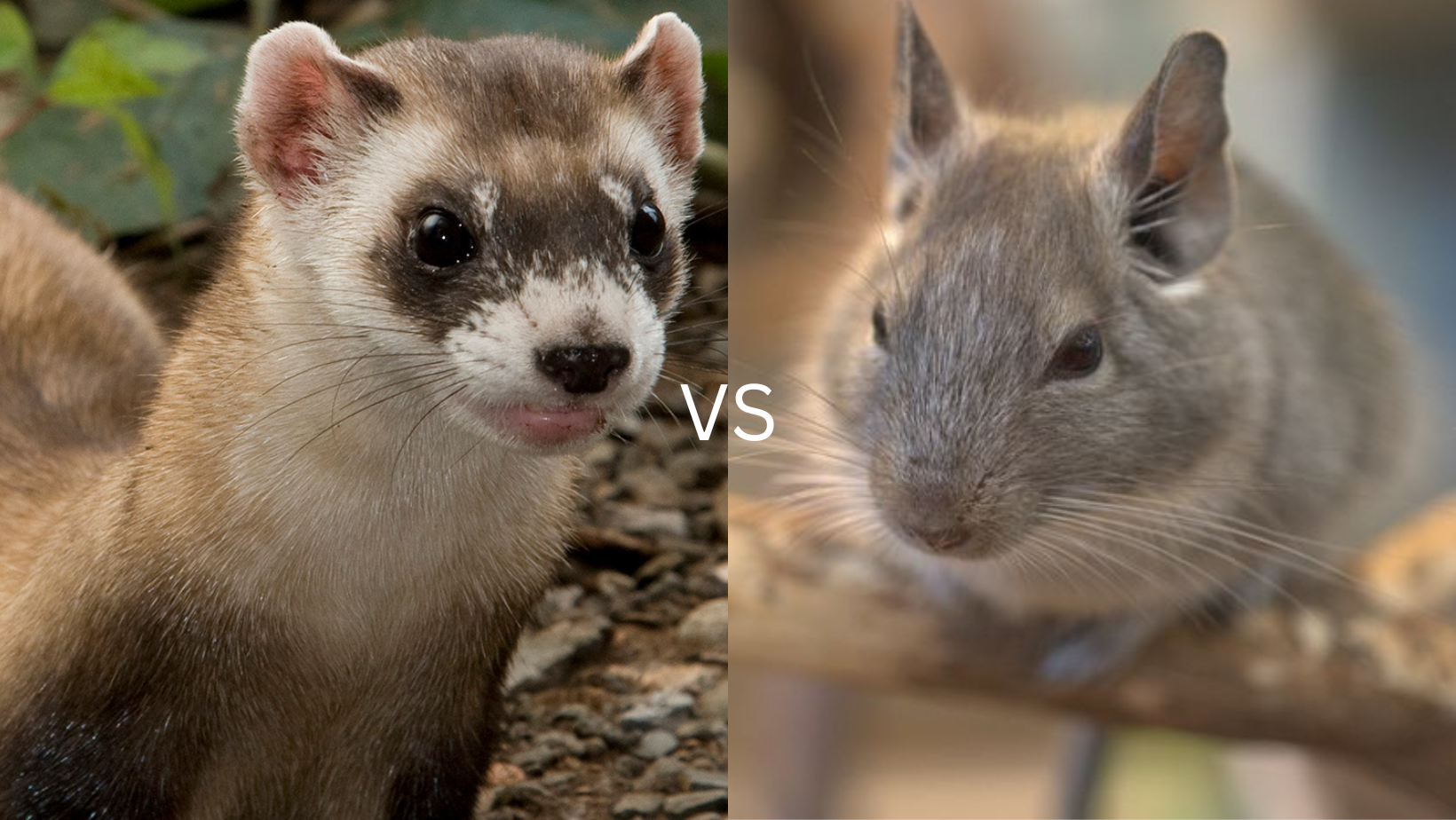 Which Pet Is Right For You? Ferret vs Chinchilla