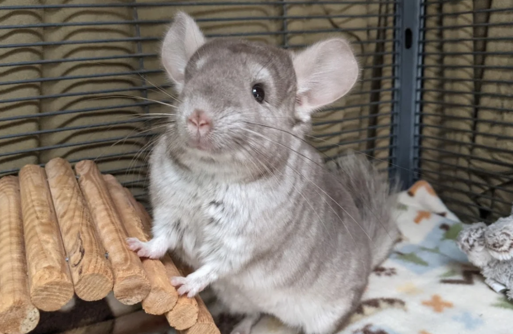 Do Chinchillas Throw Poop