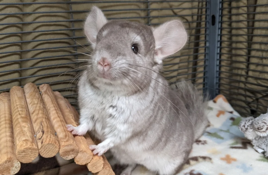 Do Chinchillas Throw Poop? (What You Don’t Know About Chinchillas