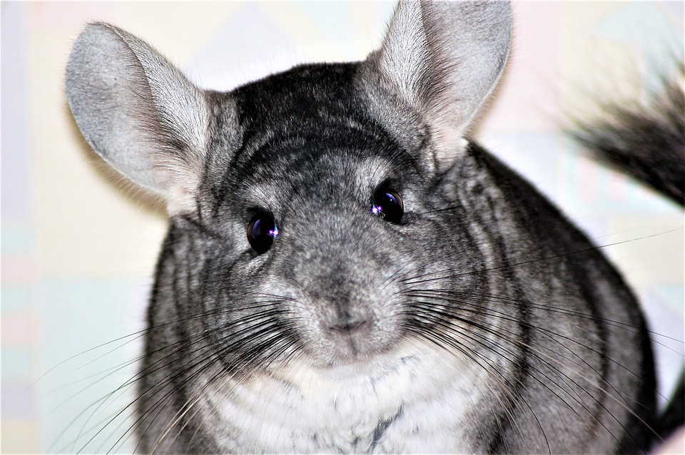 Chinchilla Has a Cold