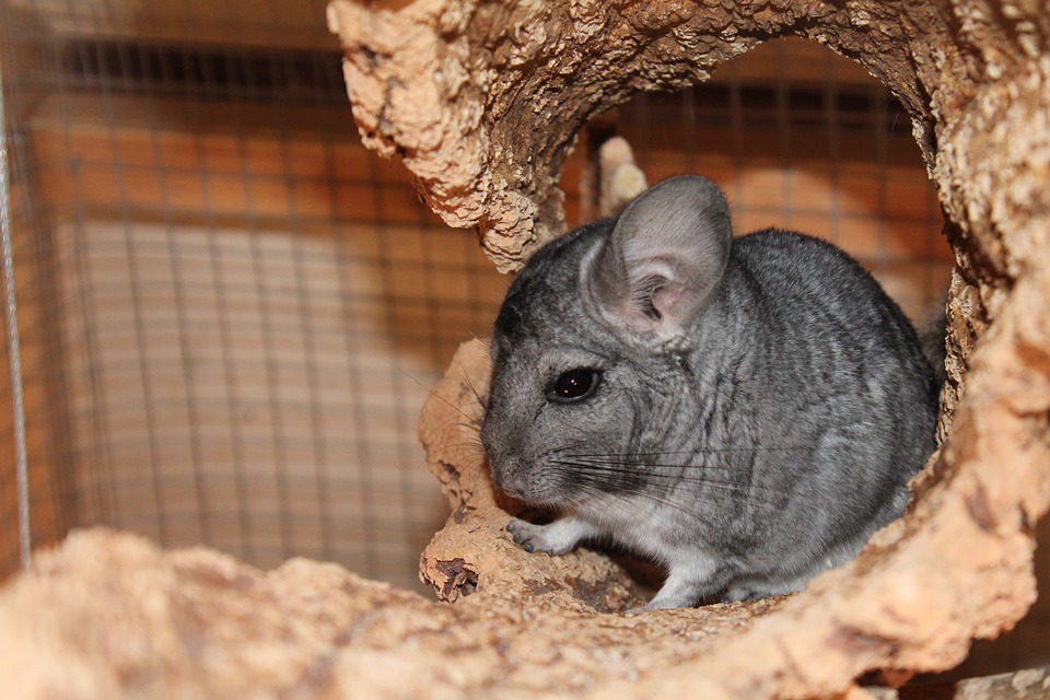 Chinchilla Barking