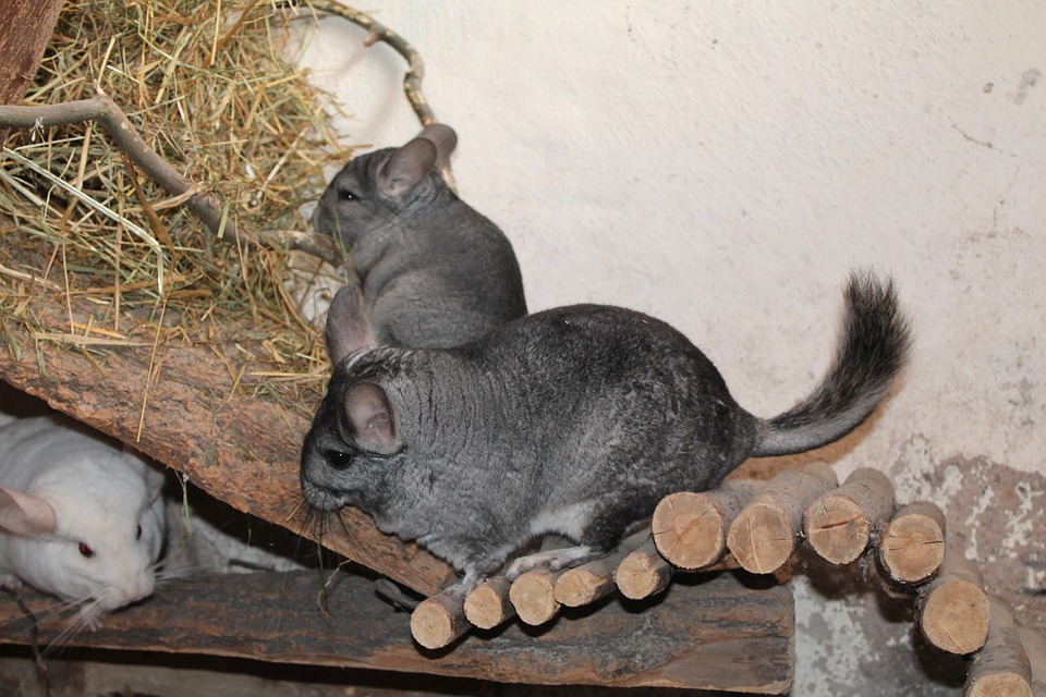 chinchillas smell