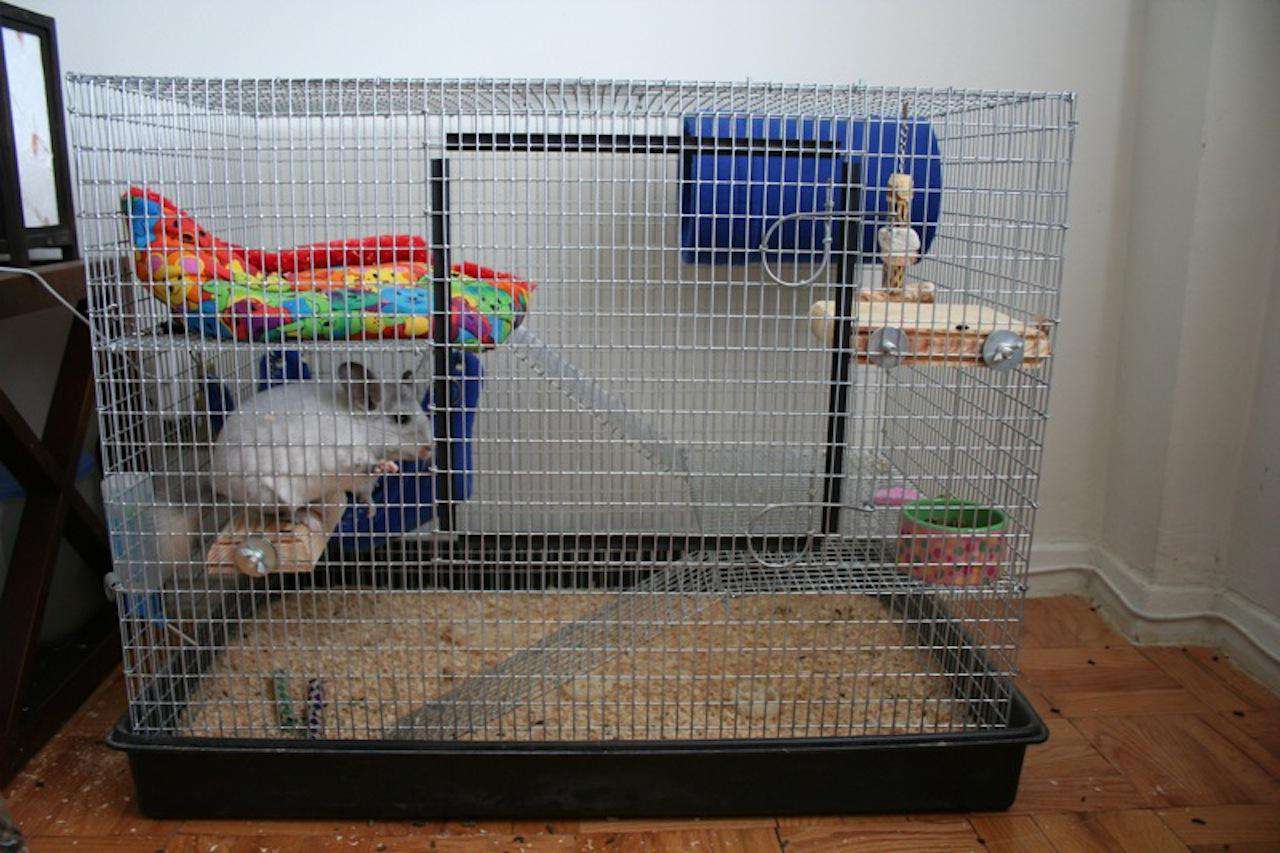 Chinchilla’s Cage IDEAS