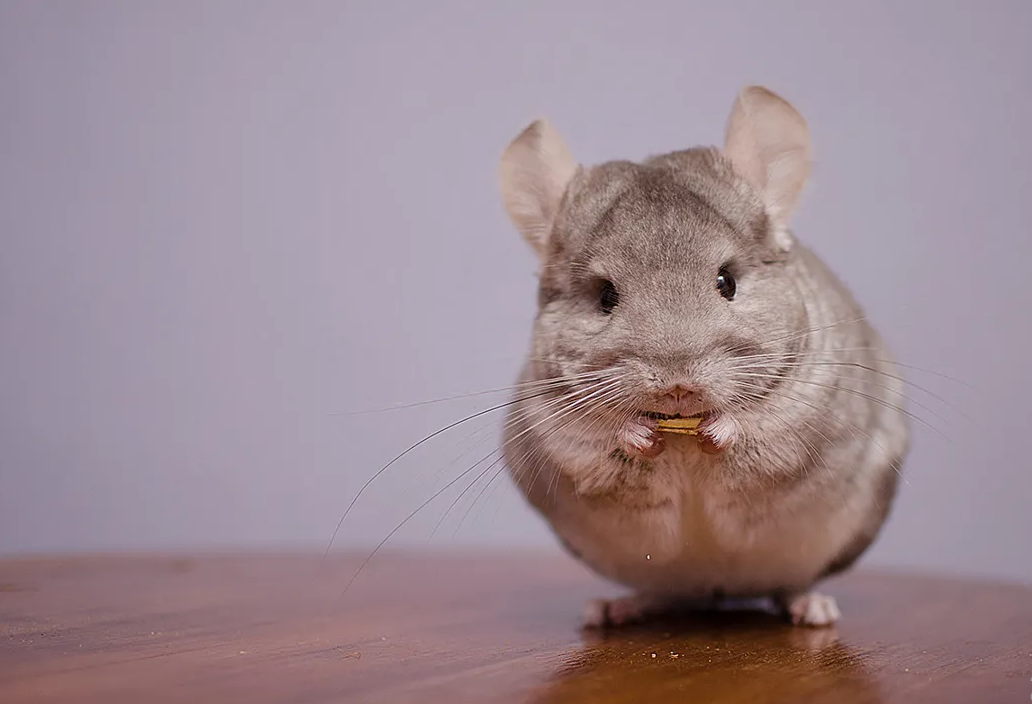 What Can Chinchillas Eat?