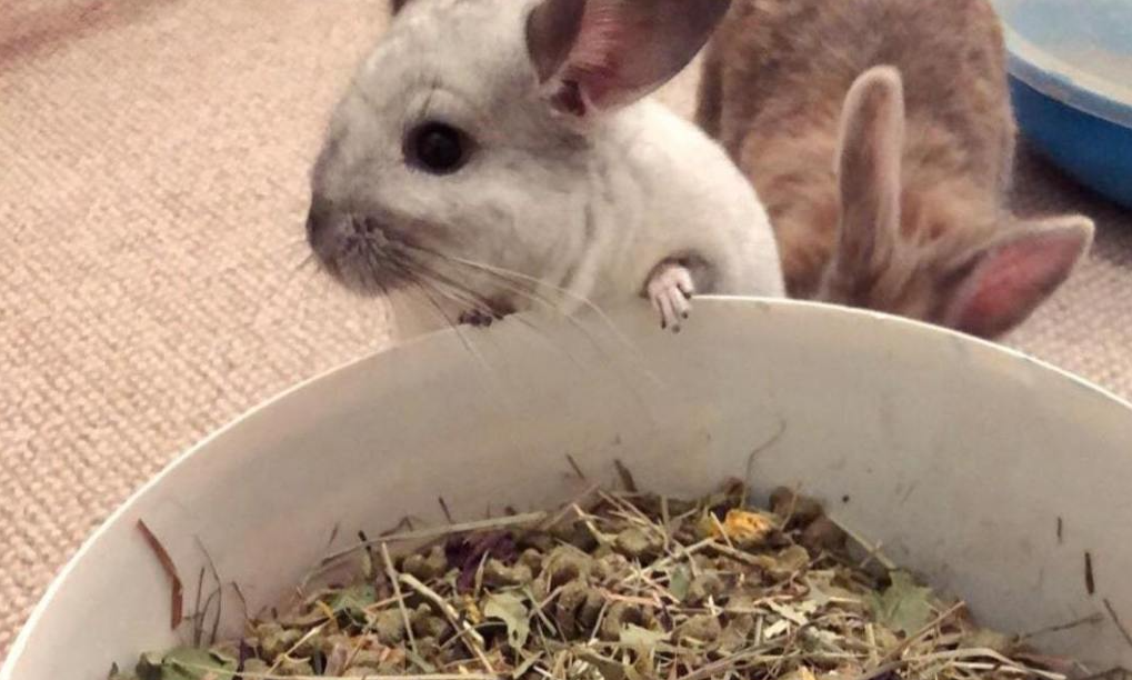 What Can Chinchillas Eat?