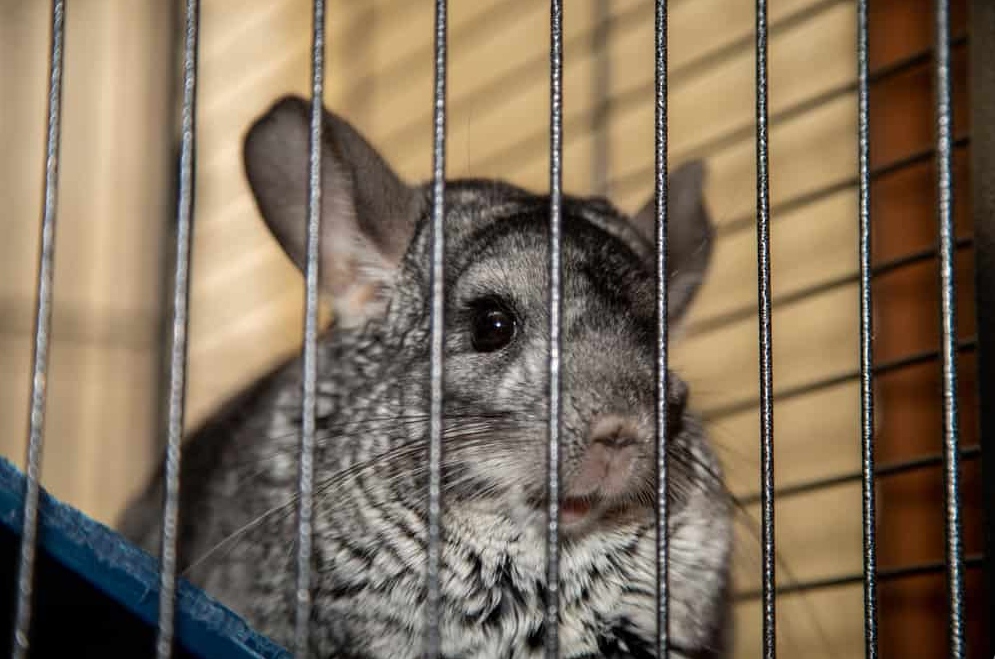 cage biting in chinchilla