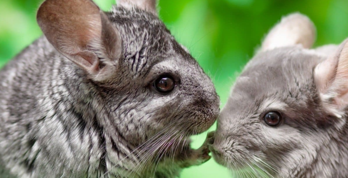 Things To Know Before Adopting a Chinchilla