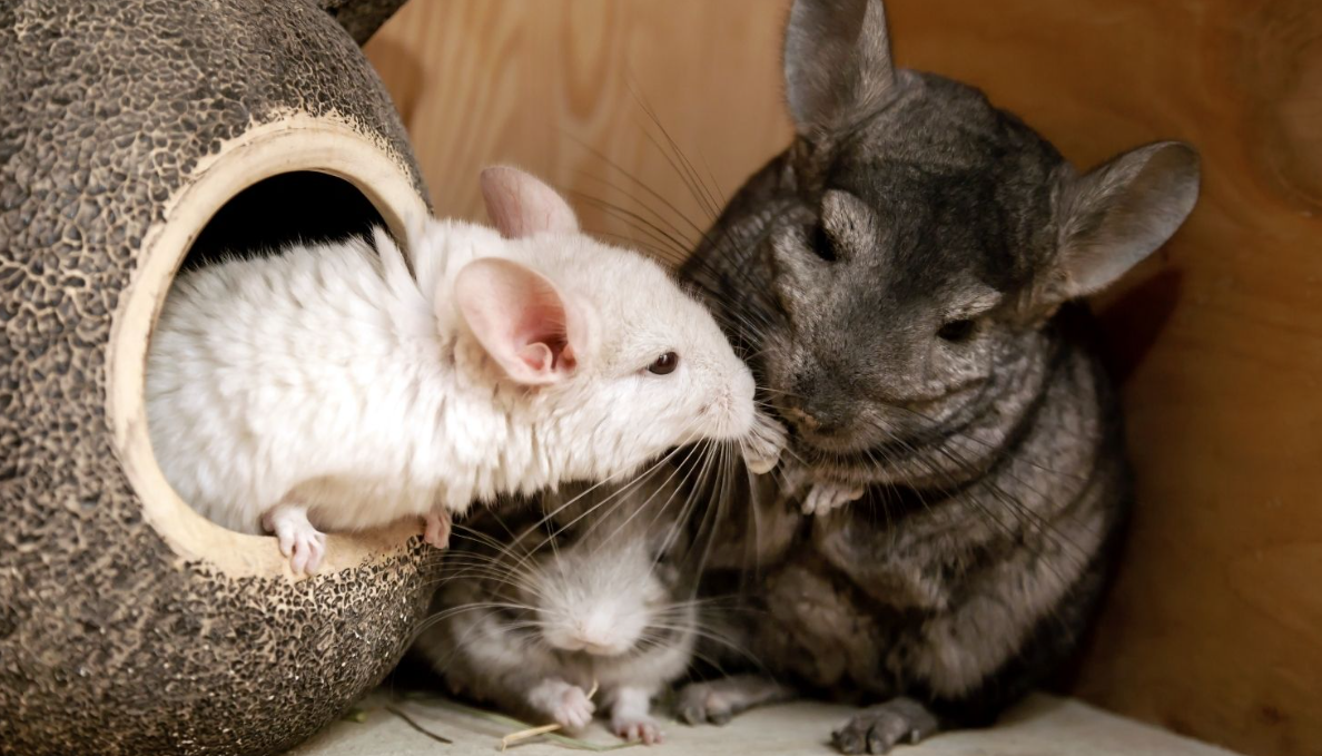 Will Chinchillas Eat Their Babies