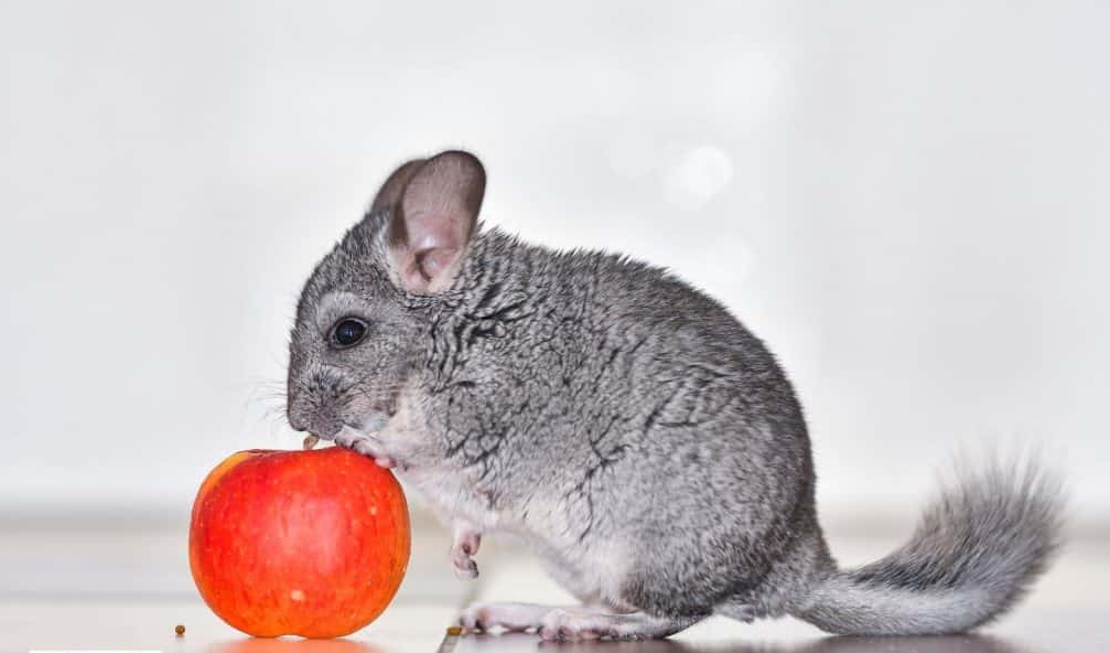 Chinchillas and Apples