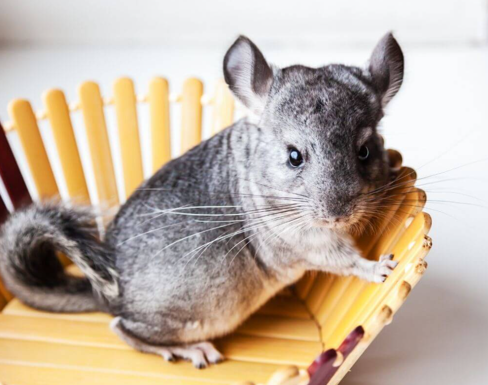 My First Chinchilla