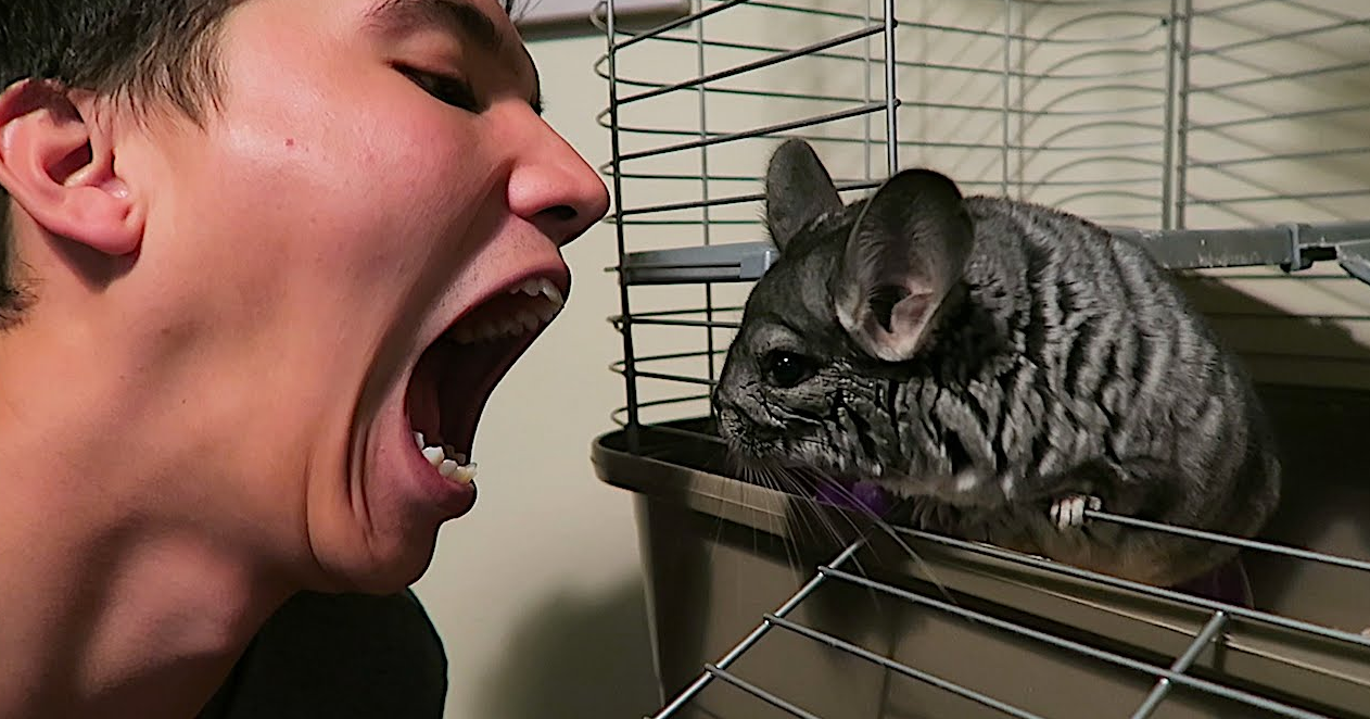 Chinchillas Bite