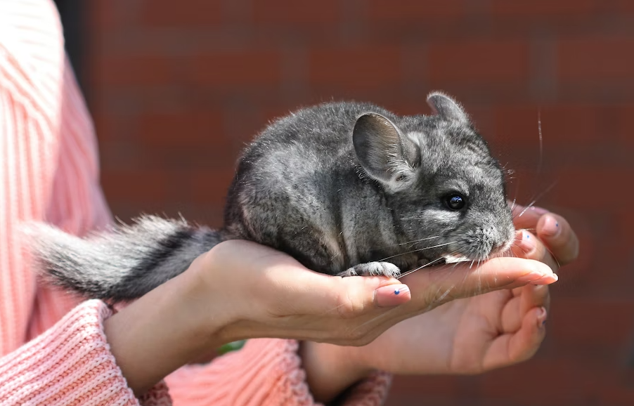 Chinchillas and Music