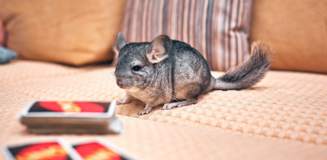 TAME A CHINCHILLA