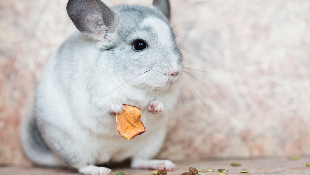 chinchillas treats