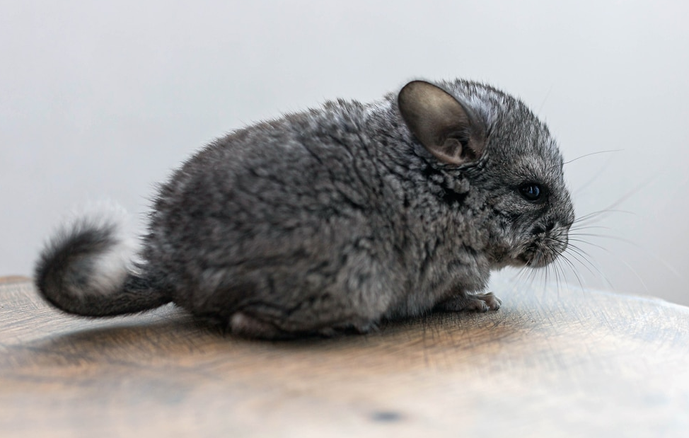 stress in chinchilla 