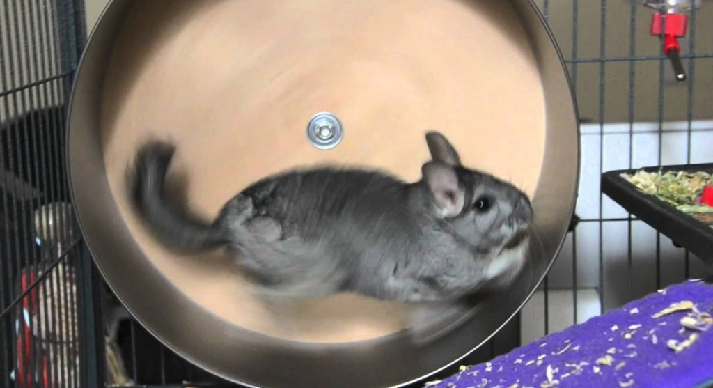 Lack of Exercise in chinchilla