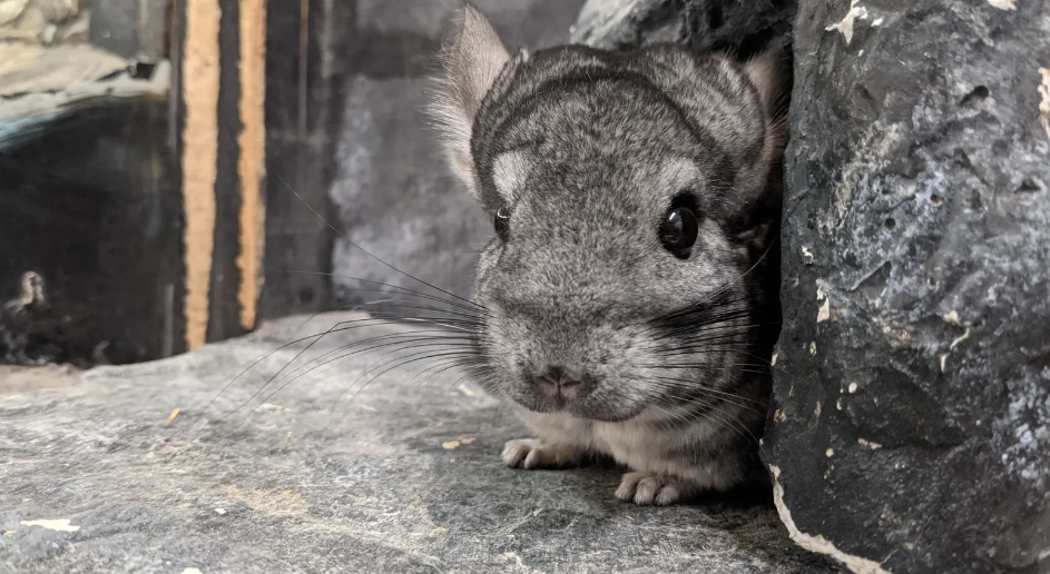 Chinchilla not Eating