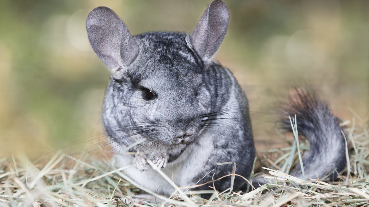 CHINCHILLA COST