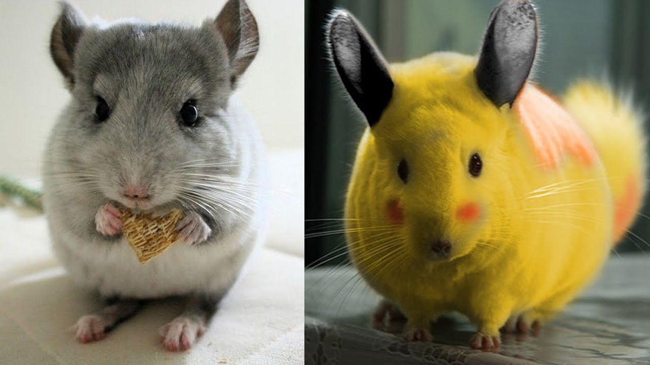 Is Pikachu A Chinchilla