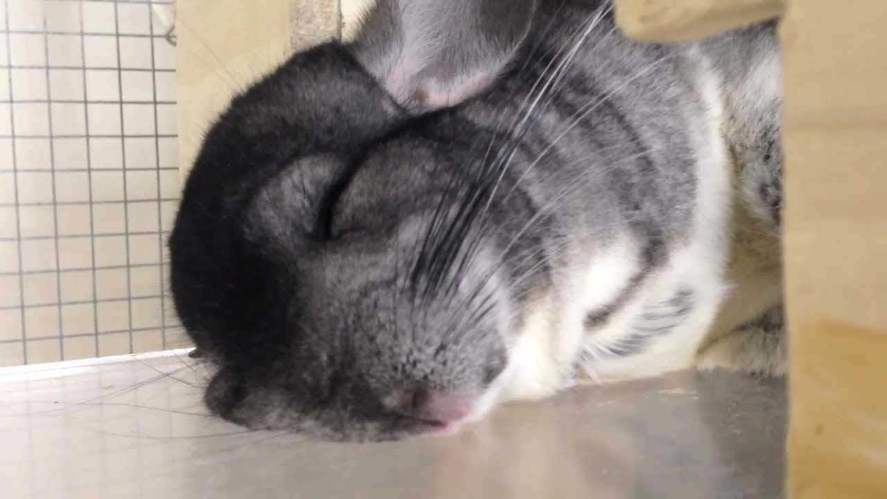 Chinchillas Hibernate