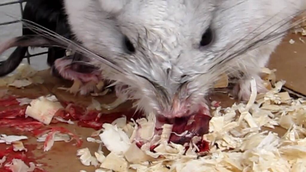 Reasons why Chinchillas May Eat Their Babies