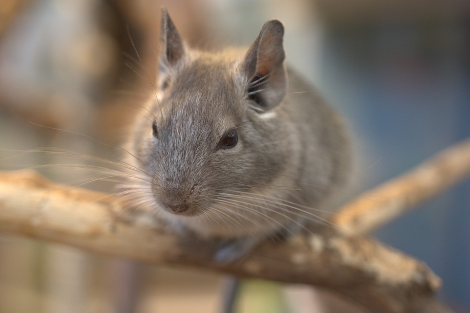 Chinchillas Rodents