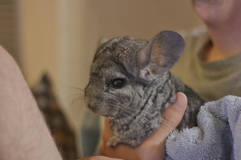 My Chinchilla Suddenly Stopped Eating